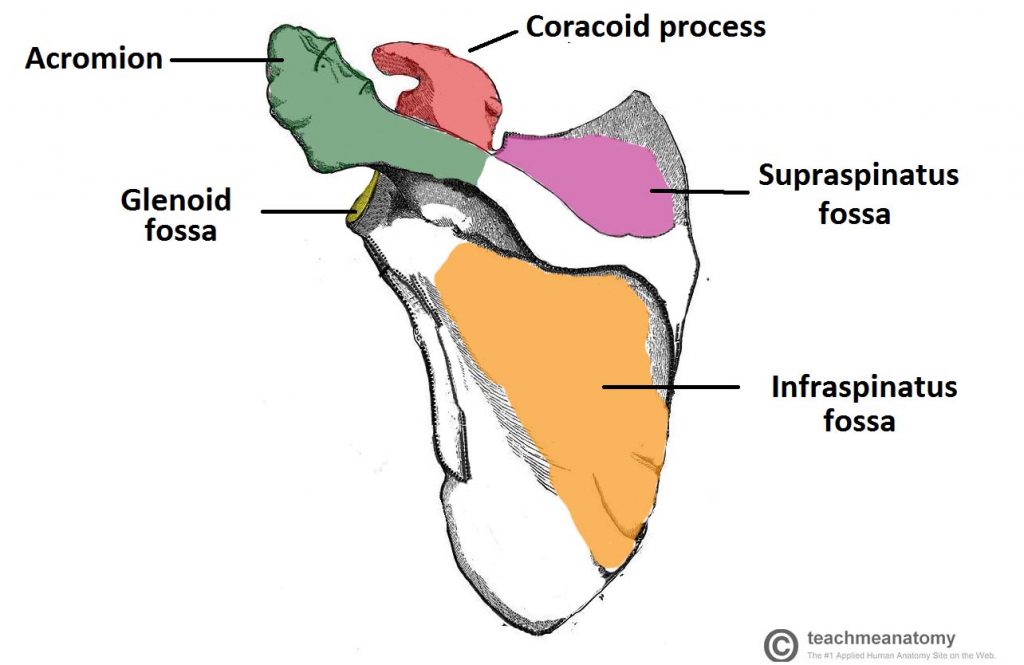 scapula-physiostudent